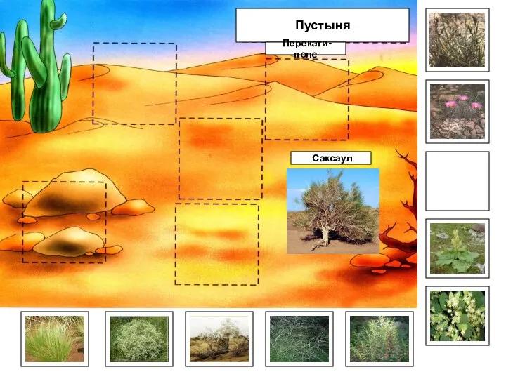 Саксаул Пустыня Перекати-поле