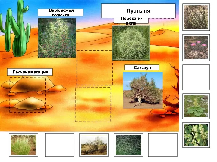 Саксаул Пустыня Перекати-поле Верблюжья колючка Песчаная акация