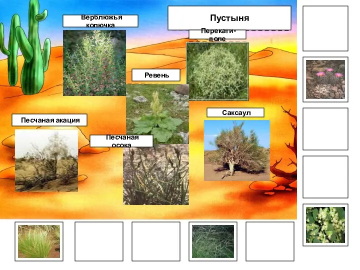 Саксаул Пустыня Перекати-поле Верблюжья колючка Песчаная акация Ревень Песчаная осока