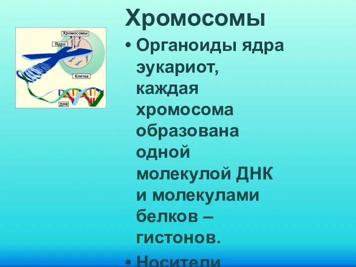 Хромосомы Органоиды ядра эукариот, каждая хромосома образована одной молекулой ДНК и молекулами