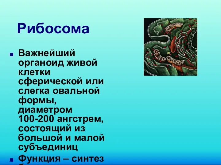 Рибосома Важнейший органоид живой клетки сферической или слегка овальной формы, диаметром 100-200