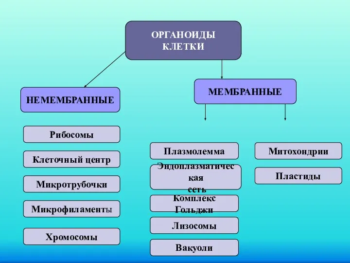 ОРГАНОИДЫ КЛЕТКИ НЕМЕМБРАННЫЕ МЕМБРАННЫЕ Рибосомы Клеточный центр Микротрубочки Микрофиламенты Хромосомы Эндоплазматическая сеть