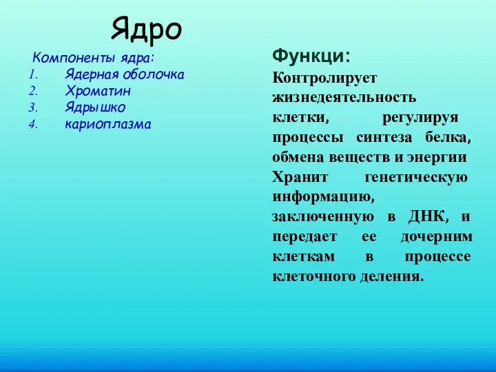 Ядро Компоненты ядра: Ядерная оболочка Хроматин Ядрышко кариоплазма Функци: Контролирует жизнедеятельность клетки,