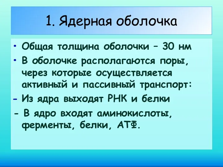 1. Ядерная оболочка Общая толщина оболочки – 30 нм В оболочке располагаются