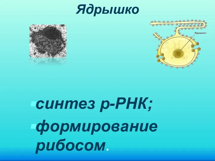 Ядрышко синтез р-РНК; формирование рибосом.