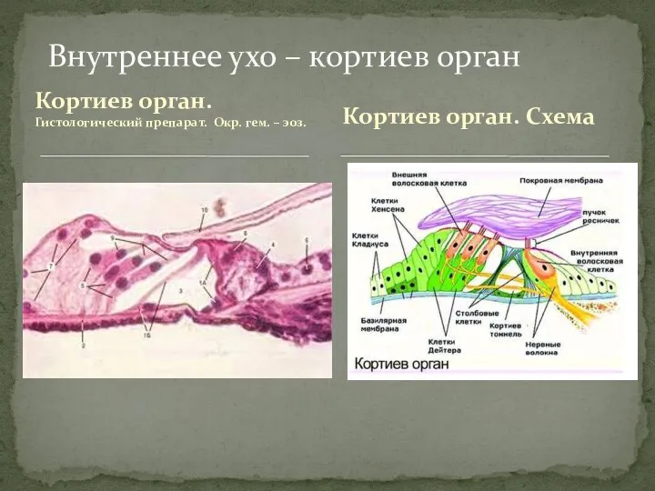 Кортиев орган. Гистологический препарат. Окр. гем. – эоз. Внутреннее ухо – кортиев орган Кортиев орган. Схема