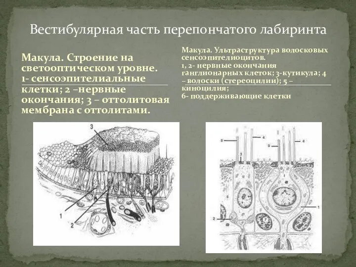 Макула. Строение на светооптическом уровне. 1- сенсоэпителиальные клетки; 2 –нервные окончания; 3