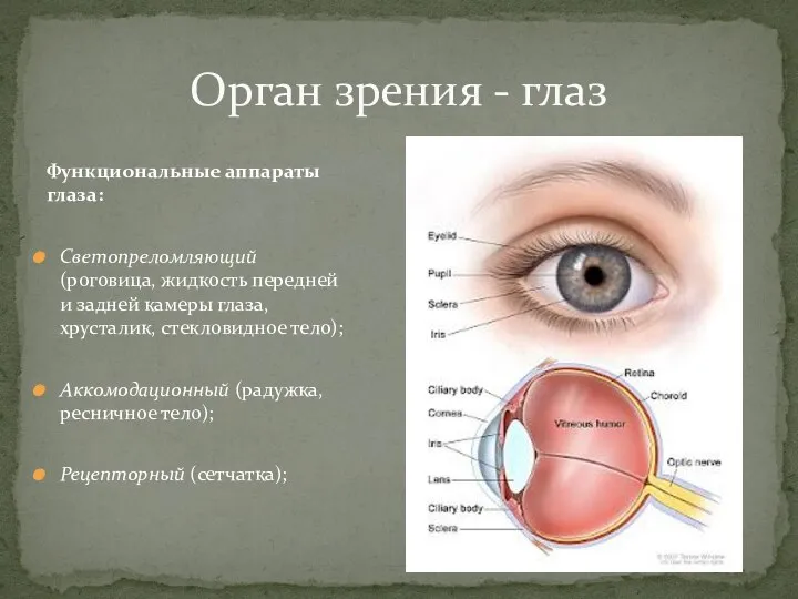 Орган зрения - глаз Функциональные аппараты глаза: Светопреломляющий (роговица, жидкость передней и