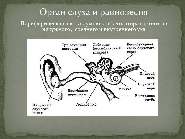 Орган слуха и равновесия Периферическая часть слухового анализатора состоит из наружного, среднего и внутреннего уха