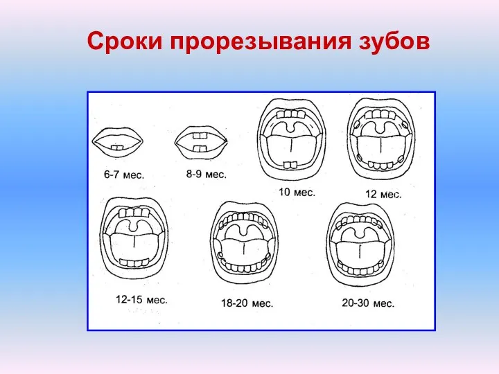 Сроки прорезывания зубов