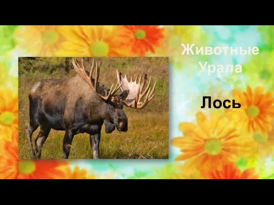 Животные Урала Лось