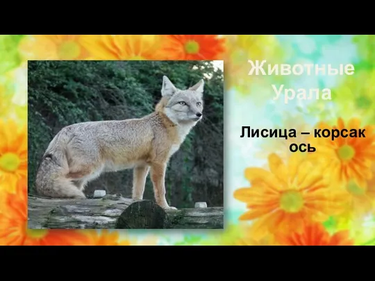 Животные Урала Лисица – корсак ось