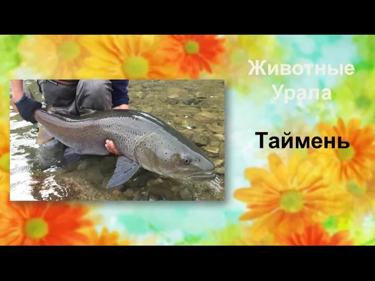 Животные Урала Таймень