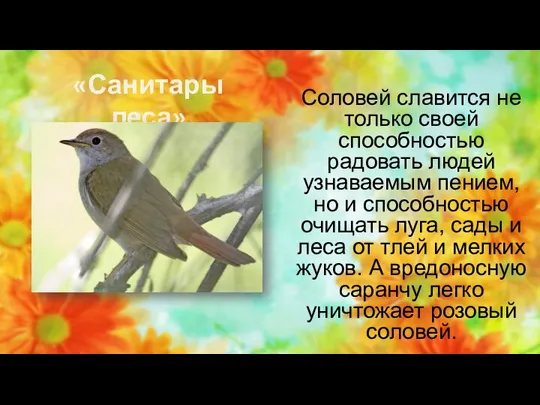 «Санитары леса» Соловей славится не только своей способностью радовать людей узнаваемым пением,