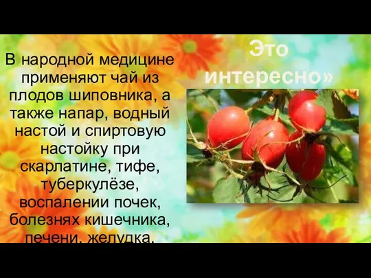 Это интересно» В народной медицине применяют чай из плодов шиповника, а также