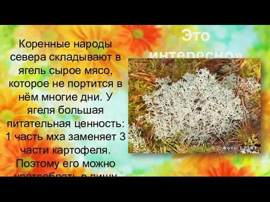 Это интересно» Коренные народы севера складывают в ягель сырое мясо, которое не