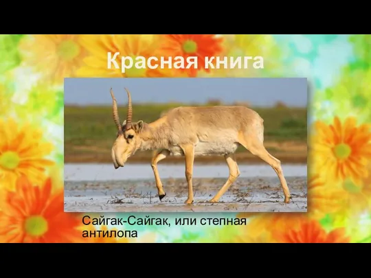 Красная книга Сайгак-Сайгак, или степная антилопа