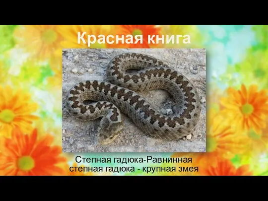 Красная книга Степная гадюка-Равнинная степная гадюка - крупная змея