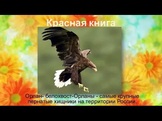 Красная книга Орлан- белохвост-Орланы - самые крупные пернатые хищники на территории России.