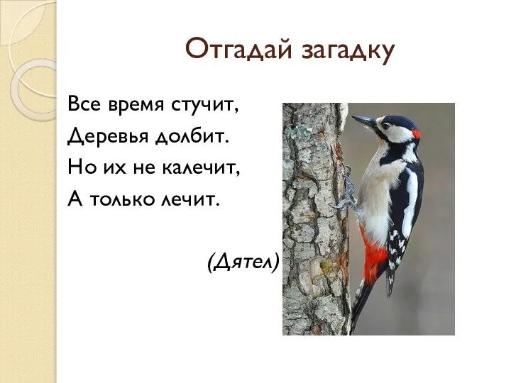 Отгадай загадку Все время стучит, Деревья долбит. Но их не калечит, А только лечит. (Дятел)