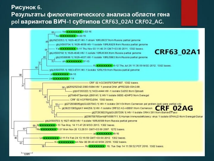 Рисунок 6. Результаты филогенетического анализа области гена pol вариантов ВИЧ-1 субтипов CRF63_02A1 CRF02_AG.