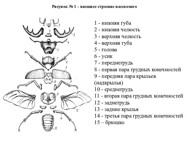 Рисунок № 1 – внешнее строение насекомого 1 - нижняя губа 2