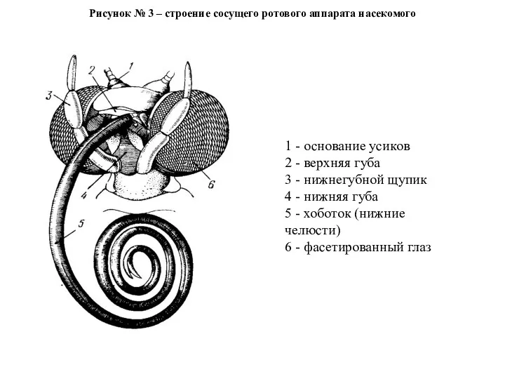 Рисунок № 3 – строение сосущего ротового аппарата насекомого 1 - основание