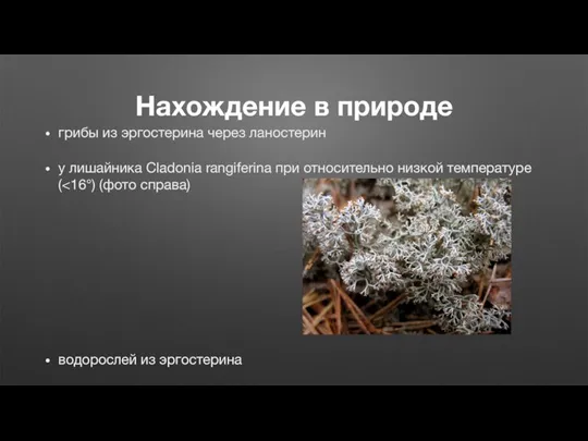 Нахождение в природе грибы из эргостерина через ланостерин у лишайника Cladonia rangiferina