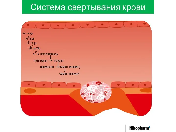 Система свертывания крови