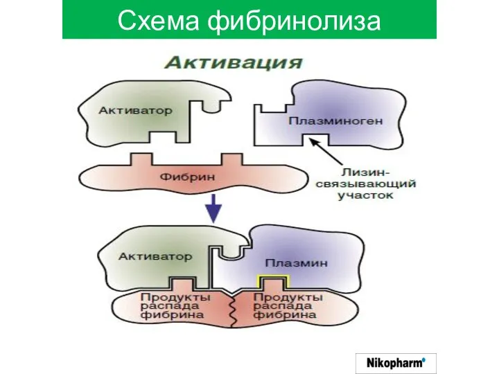 Схема фибринолиза