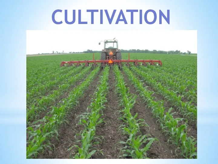 CULTIVATION
