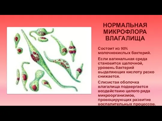 НОРМАЛЬНАЯ МИКРОФЛОРА ВЛАГАЛИЩА Состоит из 90% молочнокислых бактерий. Если вагинальная среда становится