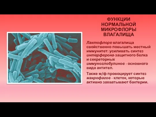 ФУНКЦИИ НОРМАЛЬНОЙ МИКРОФЛОРЫ ВЛАГАЛИЩА Лактофлоре влагалища свойственно повышать местный иммунитет: усиливать синтез