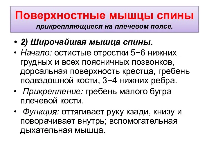 Поверхностные мышцы спины прикрепляющиеся на плечевом поясе. 2) Широчайшая мышца спины. Начало: