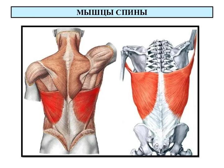 МЫШЦЫ СПИНЫ