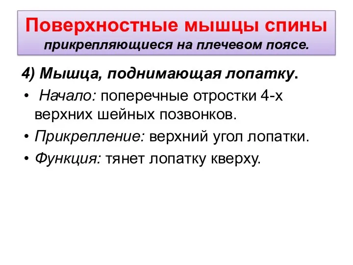 Поверхностные мышцы спины прикрепляющиеся на плечевом поясе. 4) Мышца, поднимающая лопатку. Начало: