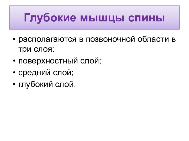 Глубокие мышцы спины располагаются в позвоночной области в три слоя: поверхностный слой; средний слой; глубокий слой.