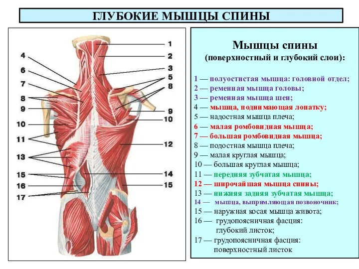 ГЛУБОКИЕ МЫШЦЫ СПИНЫ Мышцы спины (поверхностный и глубокий слои): 1 — полуостистая