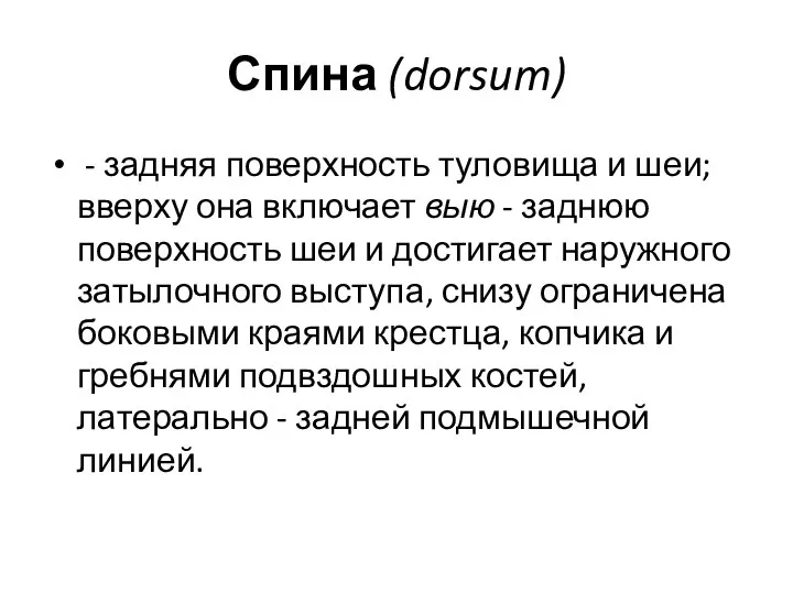 - задняя поверхность туловища и шеи; вверху она включает выю - заднюю