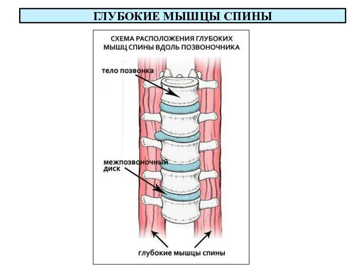 ГЛУБОКИЕ МЫШЦЫ СПИНЫ