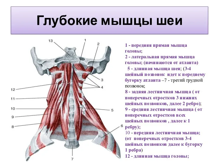 Глубокие мышцы шеи 1 - передняя прямая мышца головы; 2 - латеральная