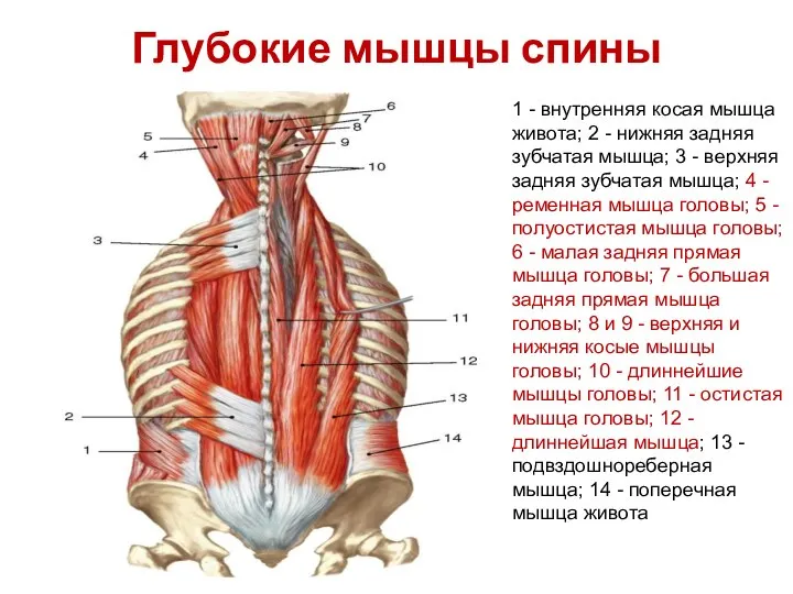 Глубокие мышцы спины 1 - внутренняя косая мышца живота; 2 - нижняя