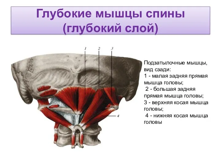 Глубокие мышцы спины (глубокий слой) Подзатылочные мышцы, вид сзади: 1 - малая