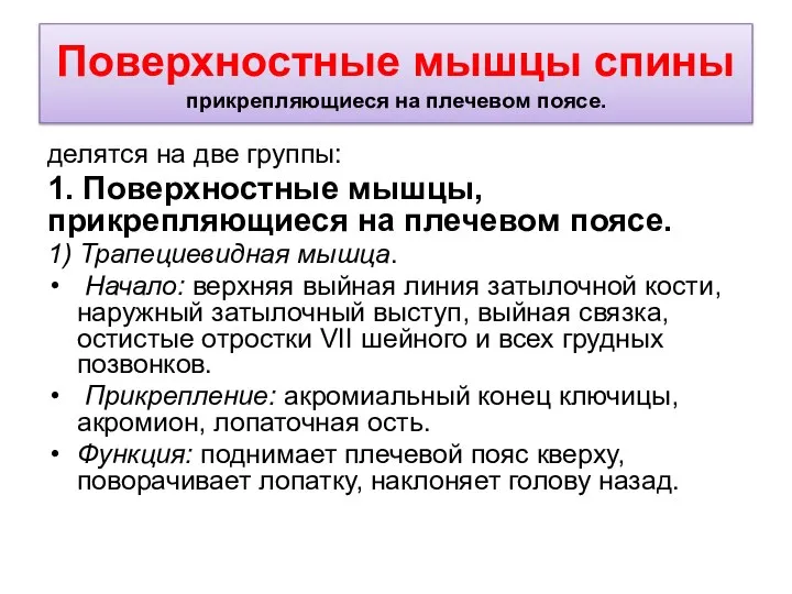 Поверхностные мышцы спины прикрепляющиеся на плечевом поясе. делятся на две группы: 1.