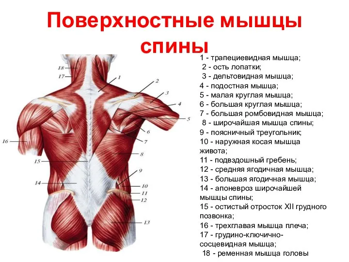 Поверхностные мышцы спины 1 - трапециевидная мышца; 2 - ость лопатки; 3