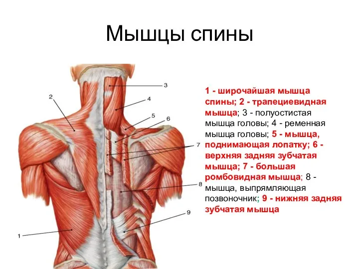 Мышцы спины 1 - широчайшая мышца спины; 2 - трапециевидная мышца; 3