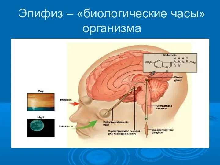 Эпифиз – «биологические часы» организма