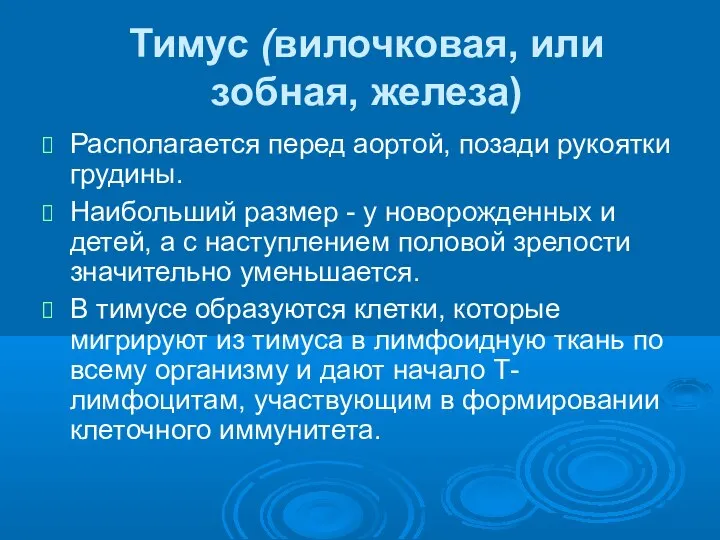 Тимус (вилочковая, или зобная, железа) Располагается перед аортой, позади рукоятки грудины. Наибольший