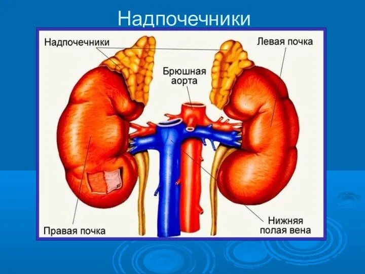 Надпочечники