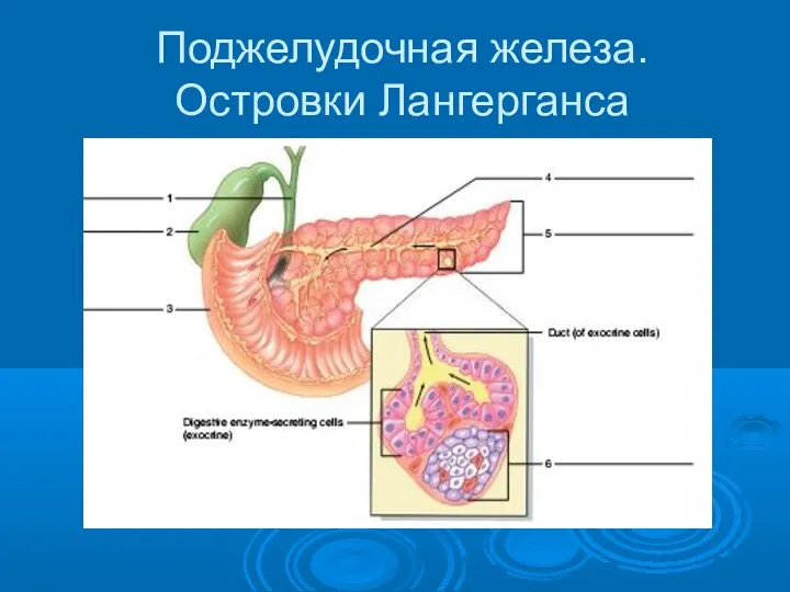 Поджелудочная железа. Островки Лангерганса